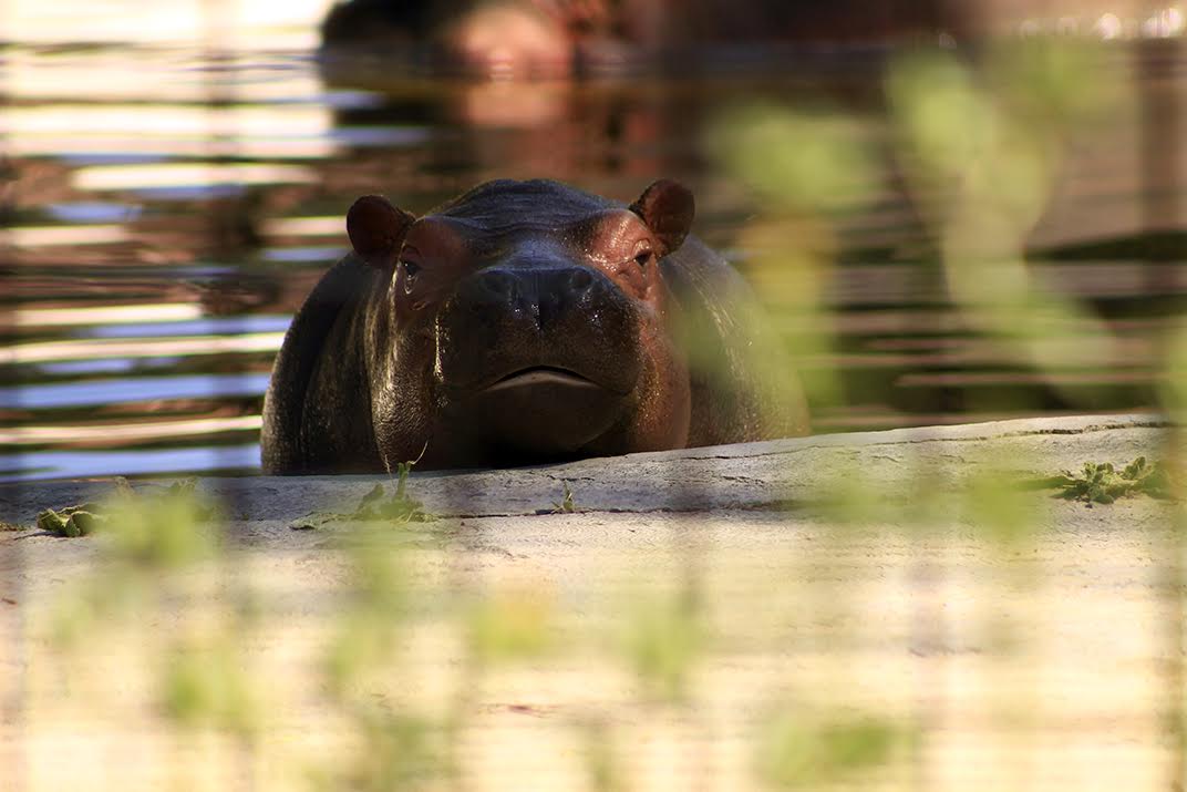 NACEN ESPECIES EN ZOOLÓGICOS DE CDMX